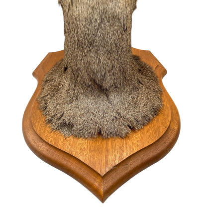 French Taxidermy Deer Head – Vintage Mounted Deer Specimen with Antlers