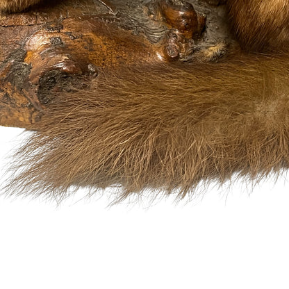 Close-up of a taxidermy small animal on a white background 