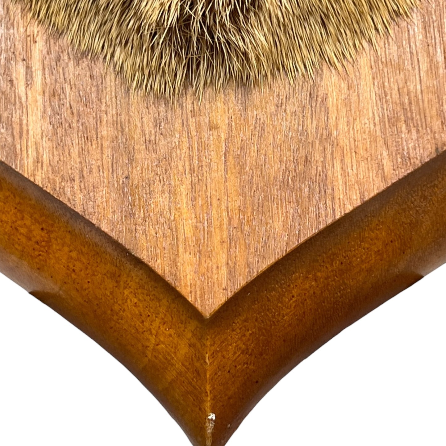 Close-up of a taxidermy deer head on a white background