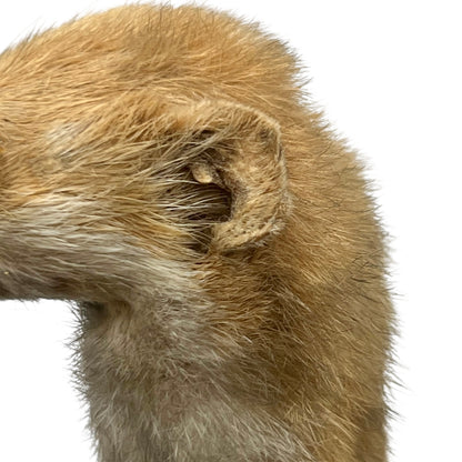 Close-up of a pair of brown weasels on a white background