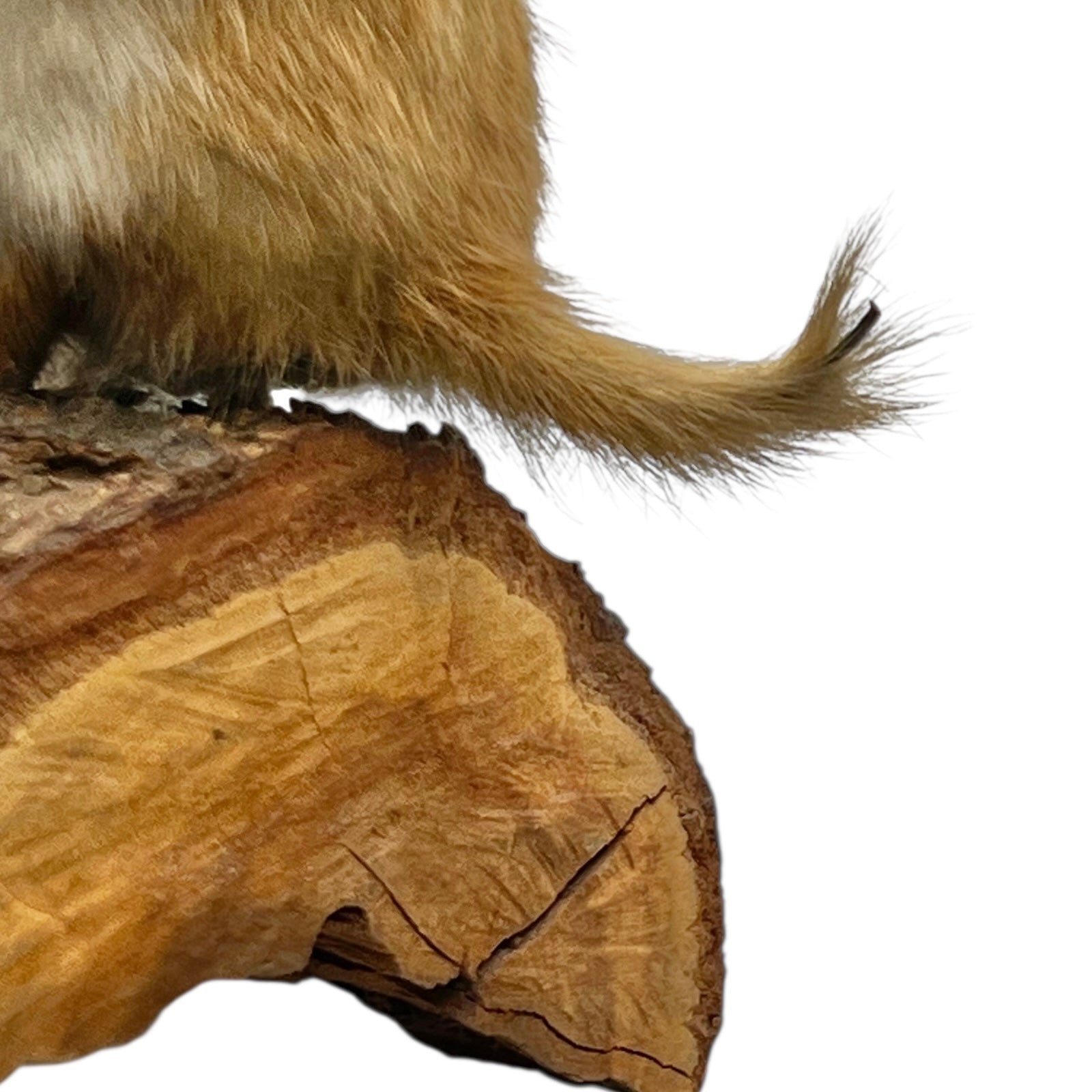 Close-up of a pair of brown weasels on a white background