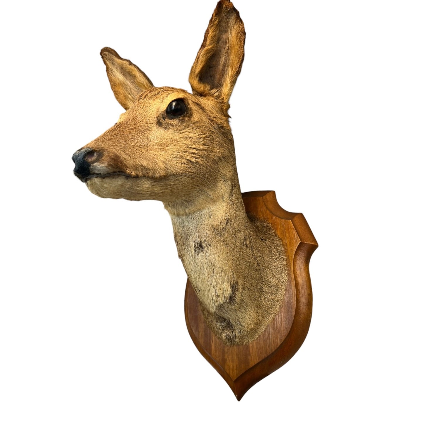 Taxidermy deer head mounted on a wooden plaque against a white background