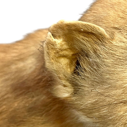 Close-up of a taxidermy small stoat-like animal against a white background.