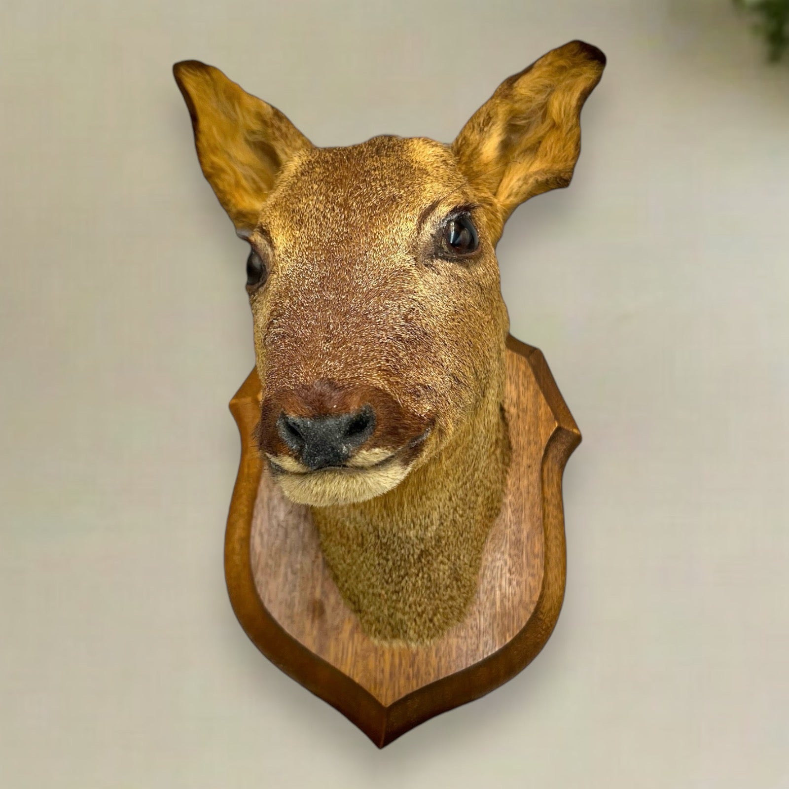 Taxidermy Roe Deer Head Mounted On a Wooden Shield, Good Condition 