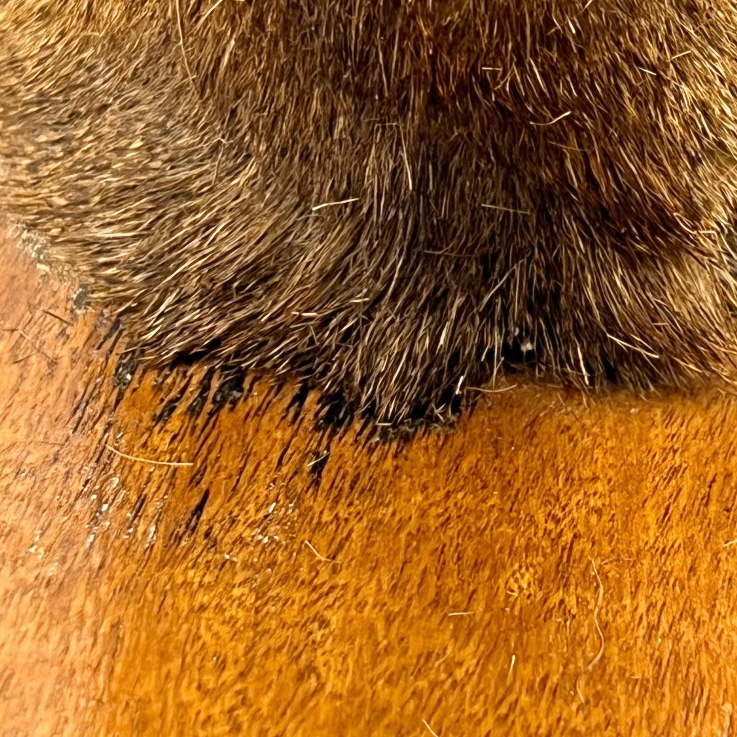 Close-up of a deer mount on a wooden on a white background