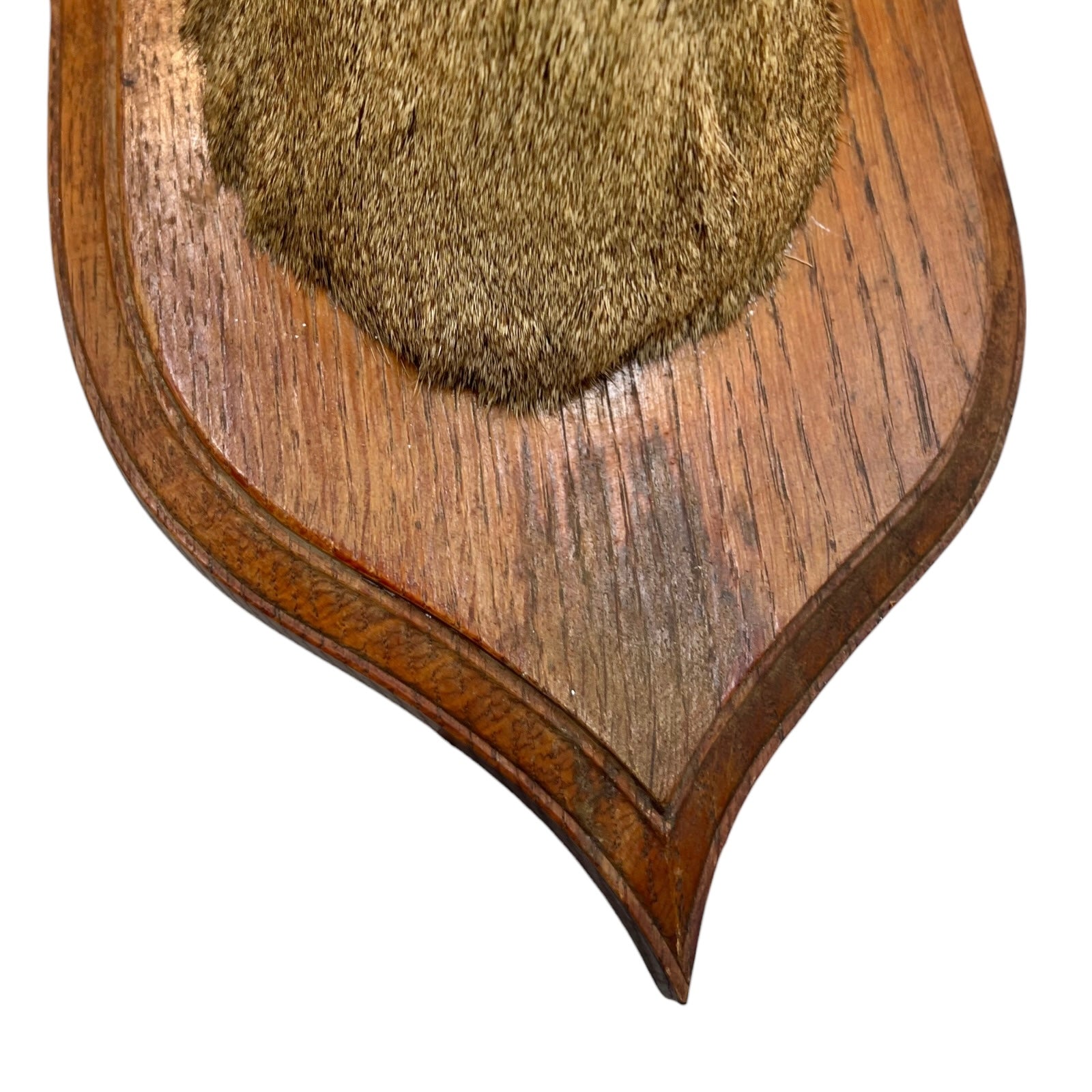 Wooden plaque with a taxidermy deer head on a white background
