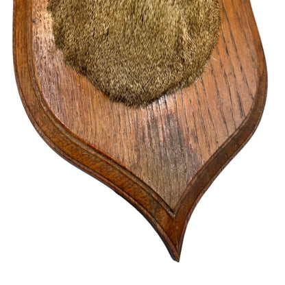Wooden plaque with a taxidermy deer head on a white background