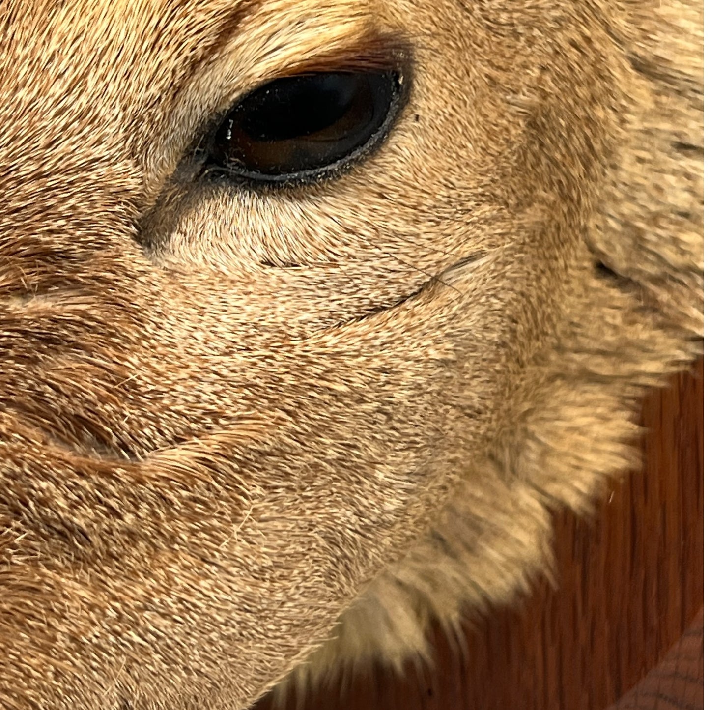 Taxidermy Roe Deer Head Mounted On a Wooden Shield, Good Condition 