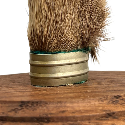 close up of a pair of wooden deer antler mounts with fur on a white background