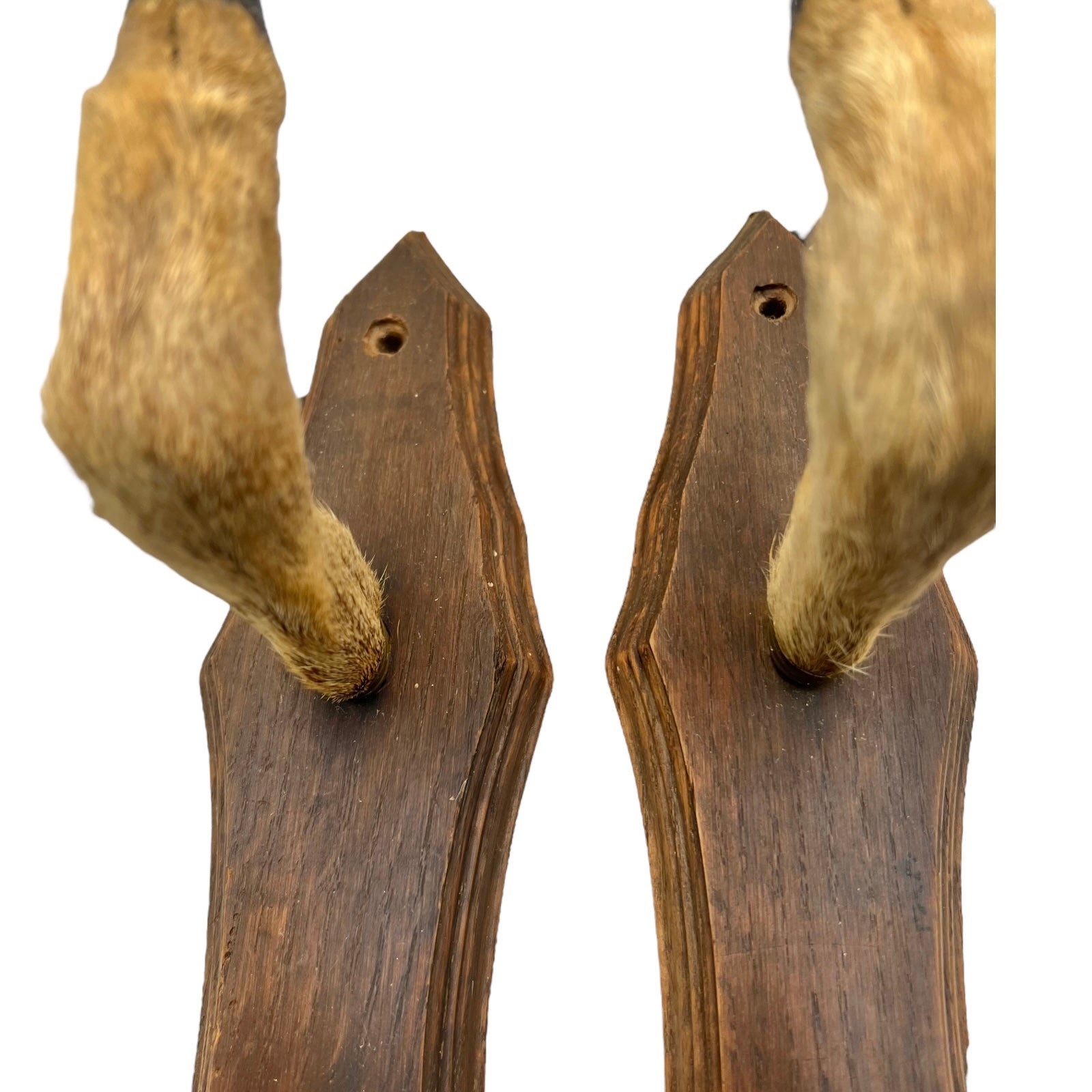 French Taxidermy Roe Deer Hooves Coat Hooks, Hat Rack or Umbrella Holder 