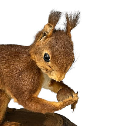 Red squirrel holding a nut on a white background