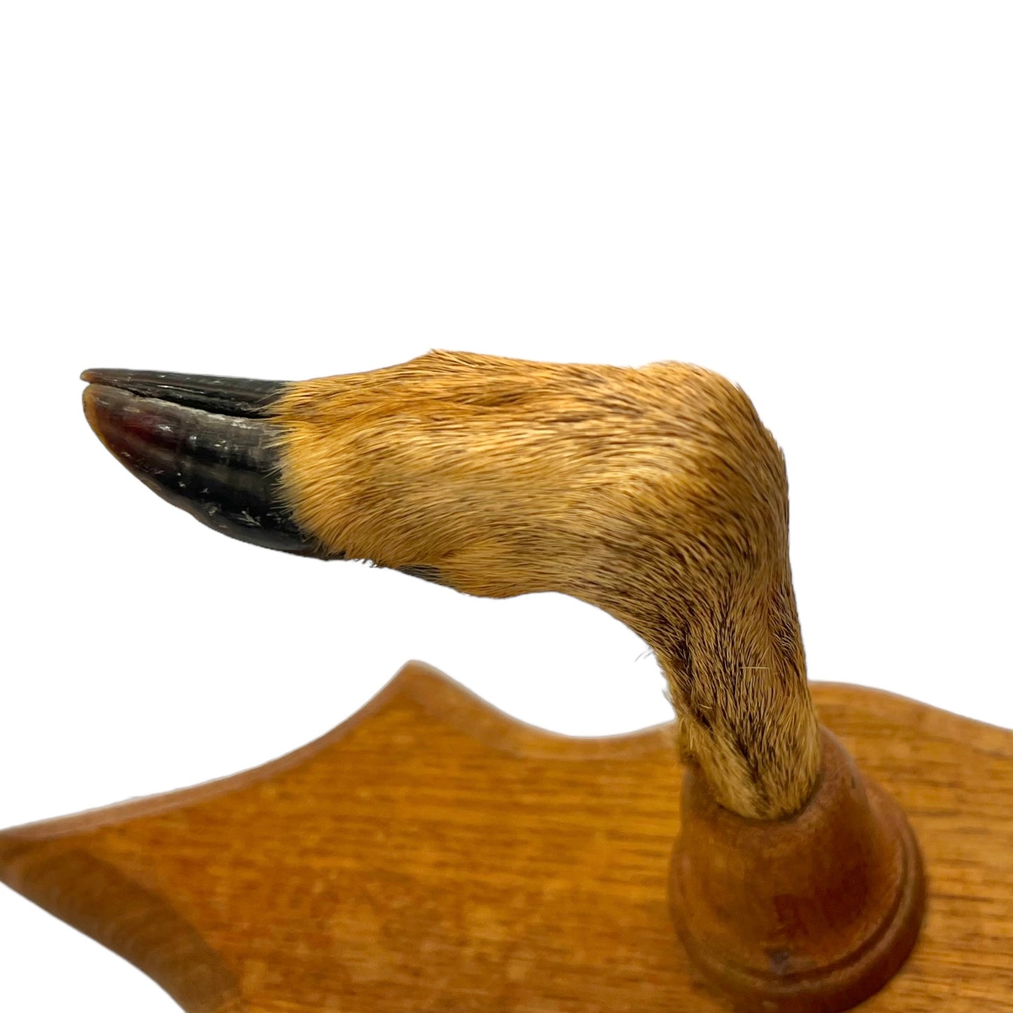 French Taxidermy Roe Deer Hooves Coat or Hat Hooks, Gun Rack or Umbrella Holder