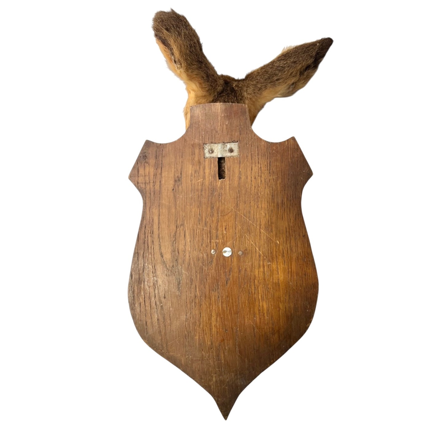 Close-up of a deer mount on a white background