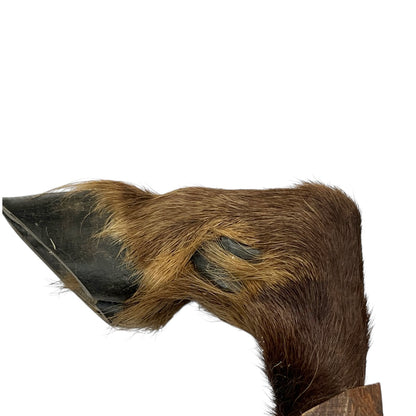 close up of boar hooves on a white background