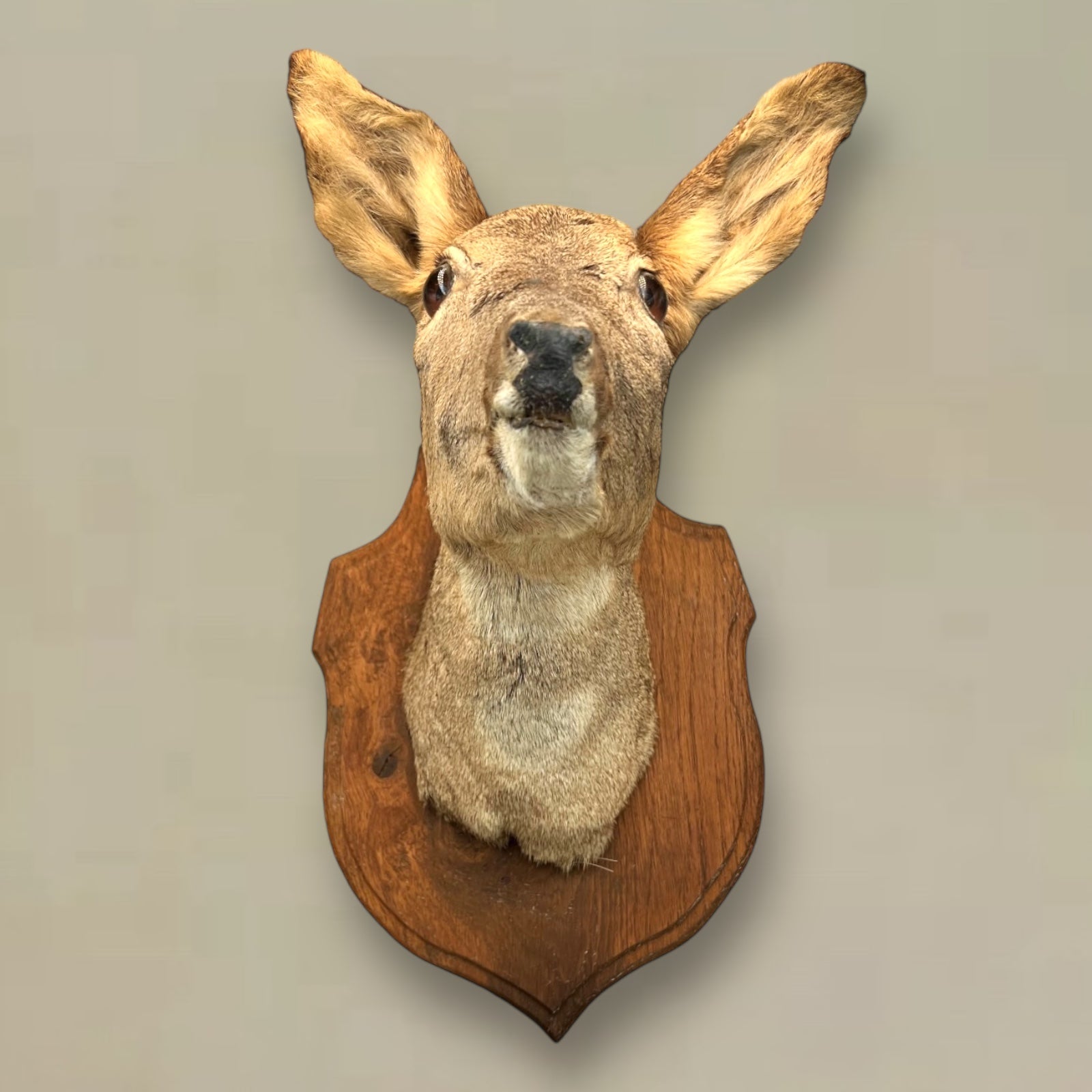 Taxidermy Deer Head, Roe Deer Wall Mounted, Stuffed Mount, Gift for Hunter  for sale from All Things French Store