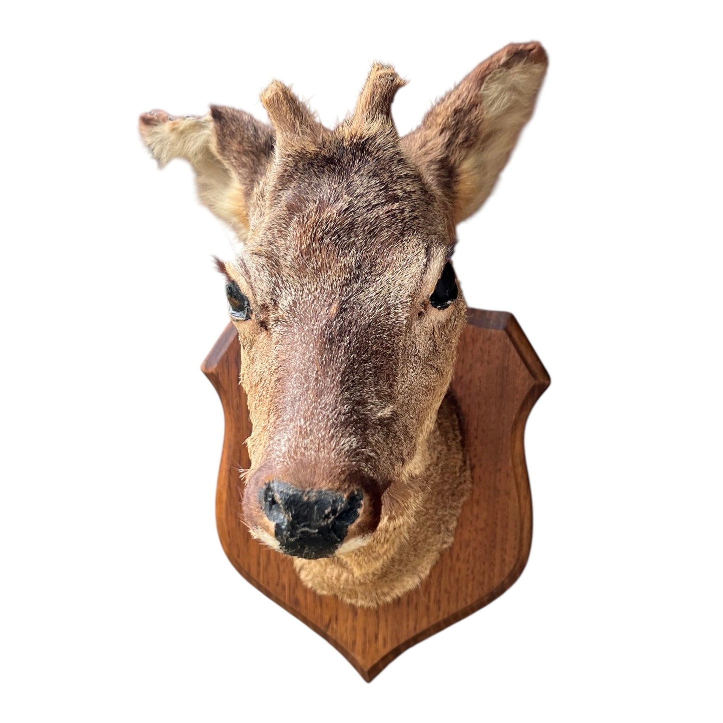 Taxidermy deer head mounted on a wooden plaque against a white background