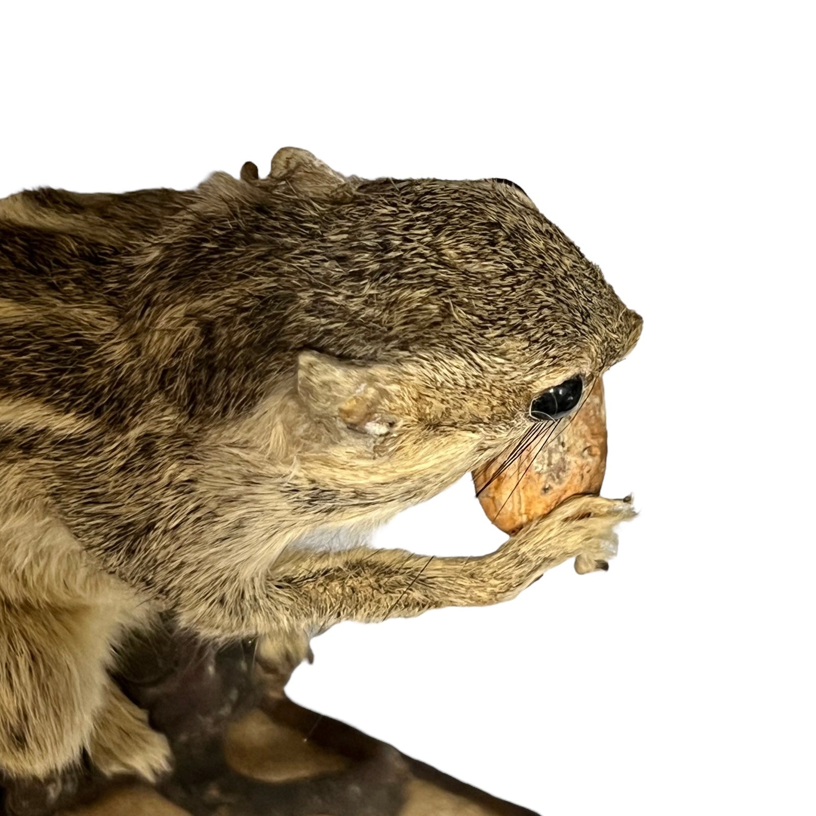 taxidermy chipmunk image of top of head