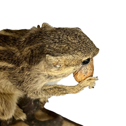 taxidermy chipmunk image of top of head