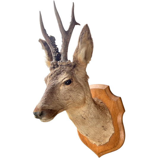 Deer head mount on a wooden plaque against a white background