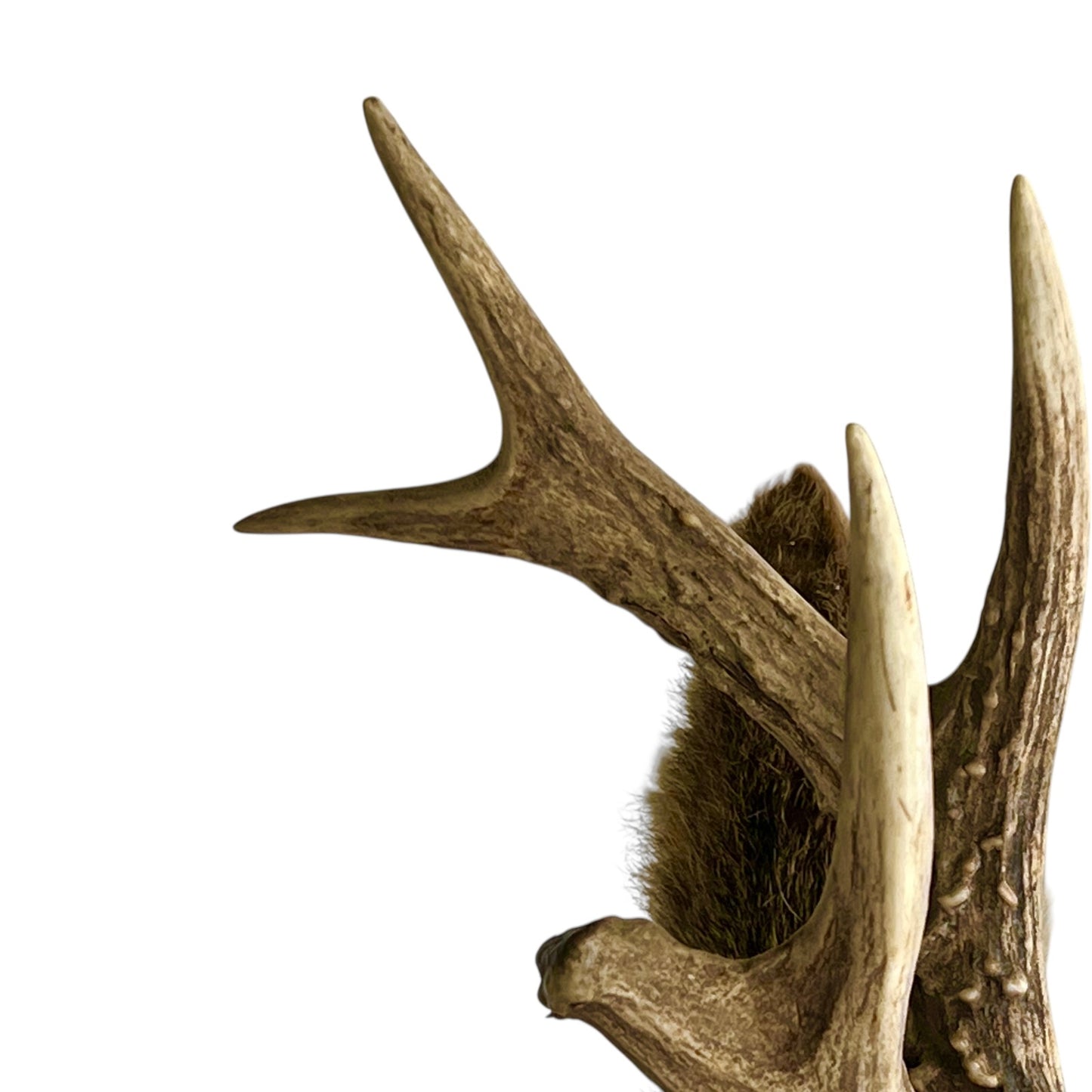 Pair of deer antlers on a white background