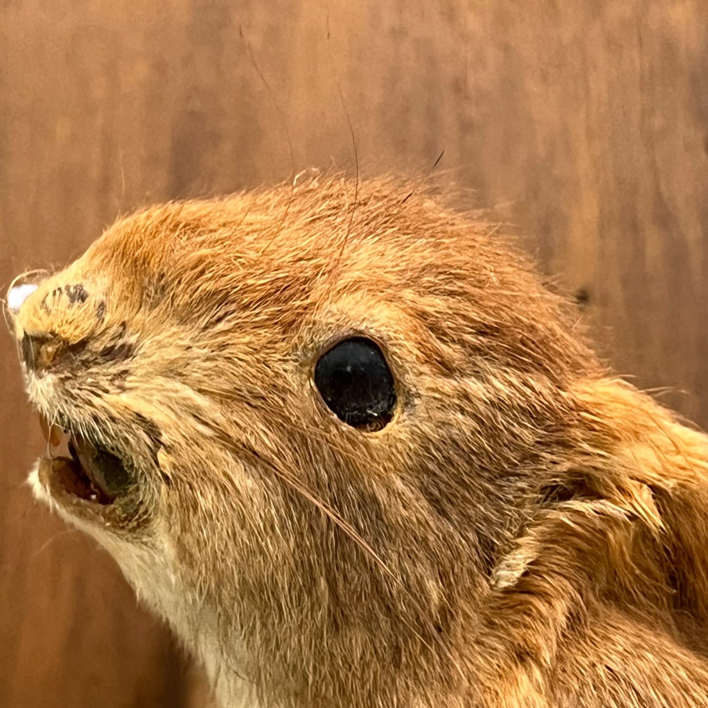 Close up of a taxidermy red squirrel on a white background 