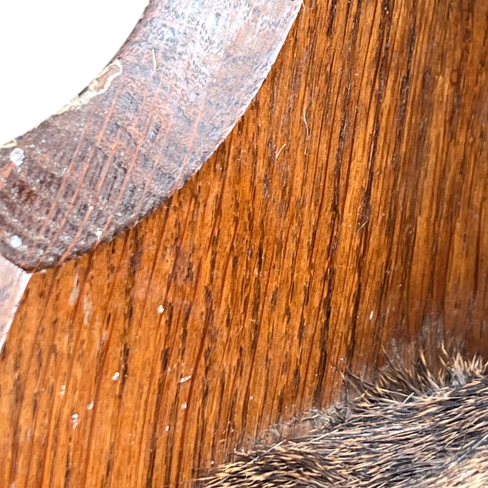 Close-up of deer mount against a wooden surface