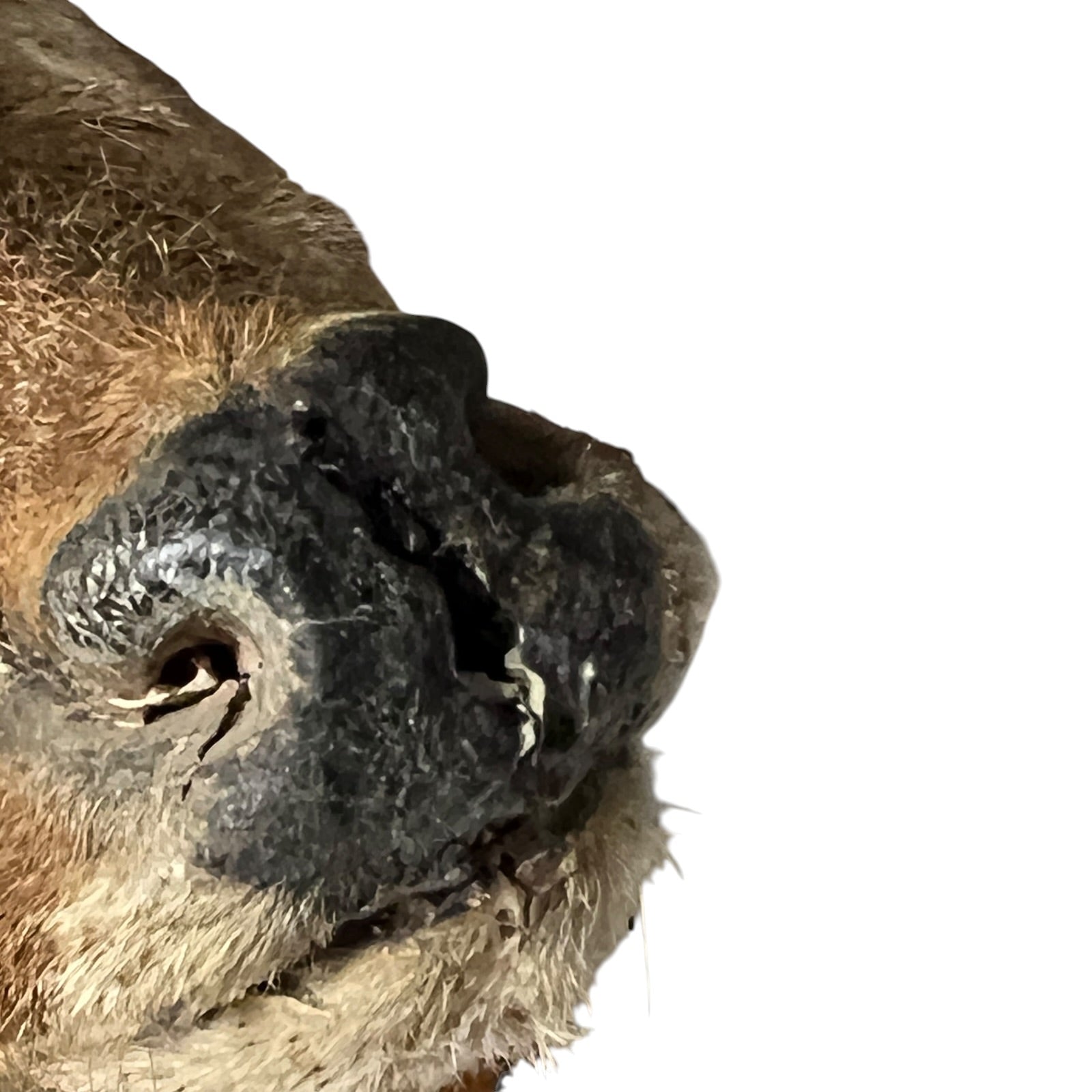 Extreme close-up of a deer nose, showing tan and brown hide with a dark, nose against a plain white background.