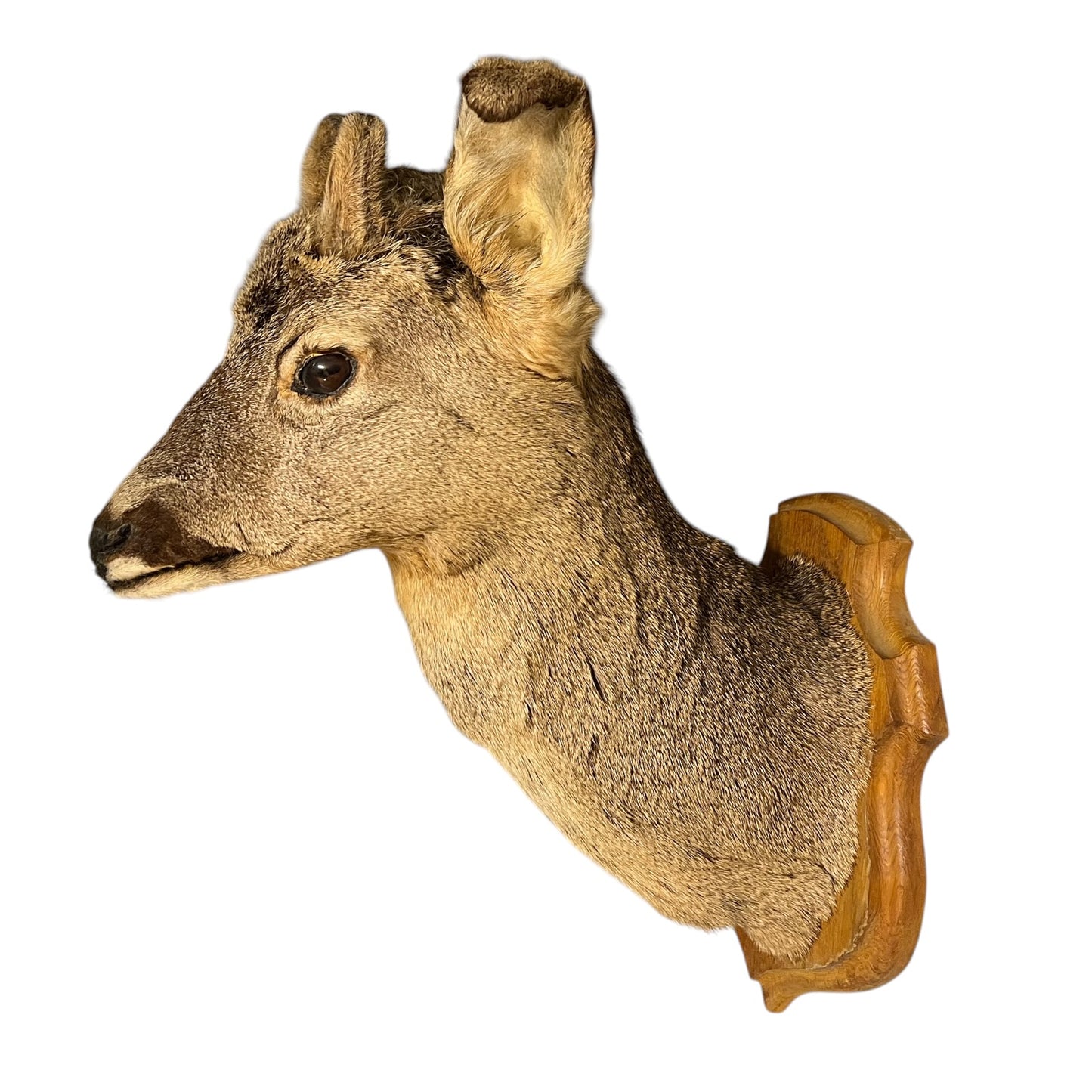 A taxidermy deer head wall mount with a natural fur coat in shades of brown and beige, mounted on a carved wooden plaque against a plain white background.