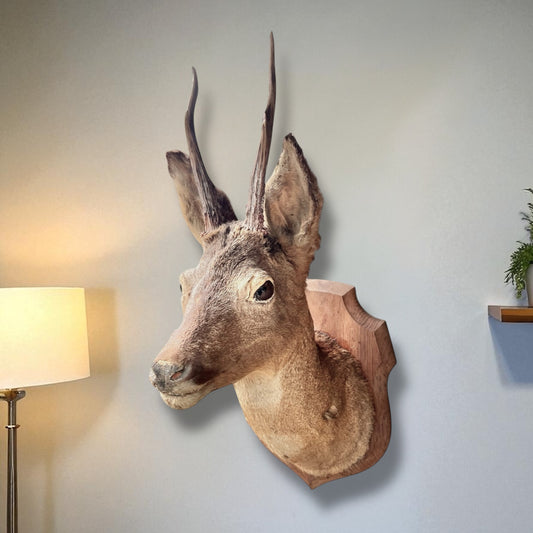 Deer head mount on a wall with a lamp and plant in the background