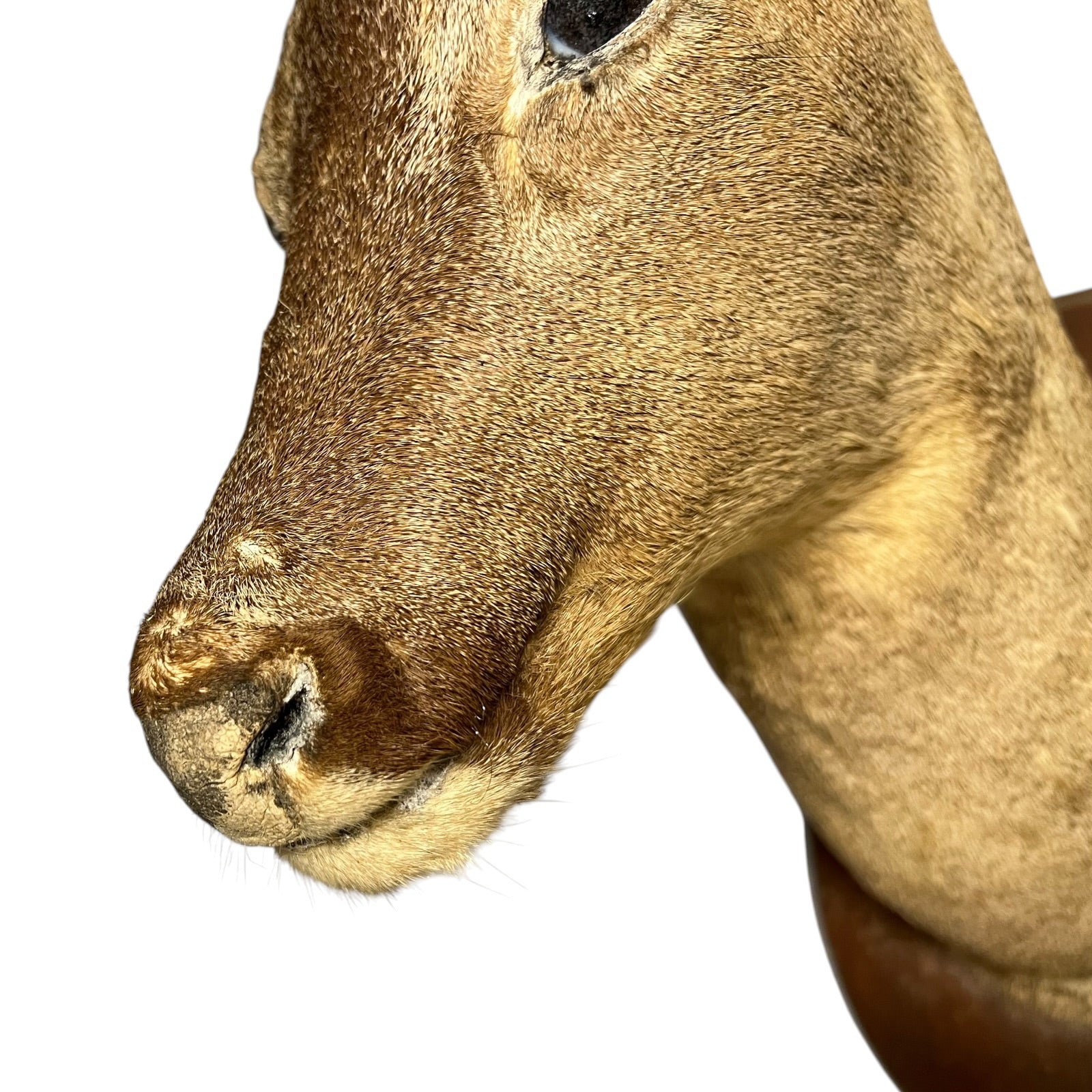 Close-up of a taxidermy deer head mount, showing the side profile of the face, nose, and textured fur against a plain white background.