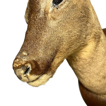 Close-up of a taxidermy deer head mount, showing the side profile of the face, nose, and textured fur against a plain white background.