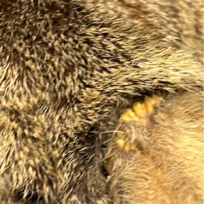Close-up of a vintage taxidermy deer head against a plain white background.