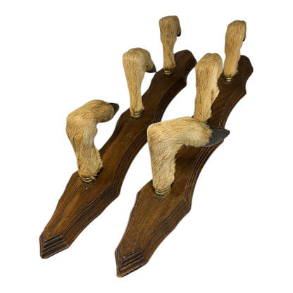 Wooden wall hooks made from taxidermy deer hooves on a white background