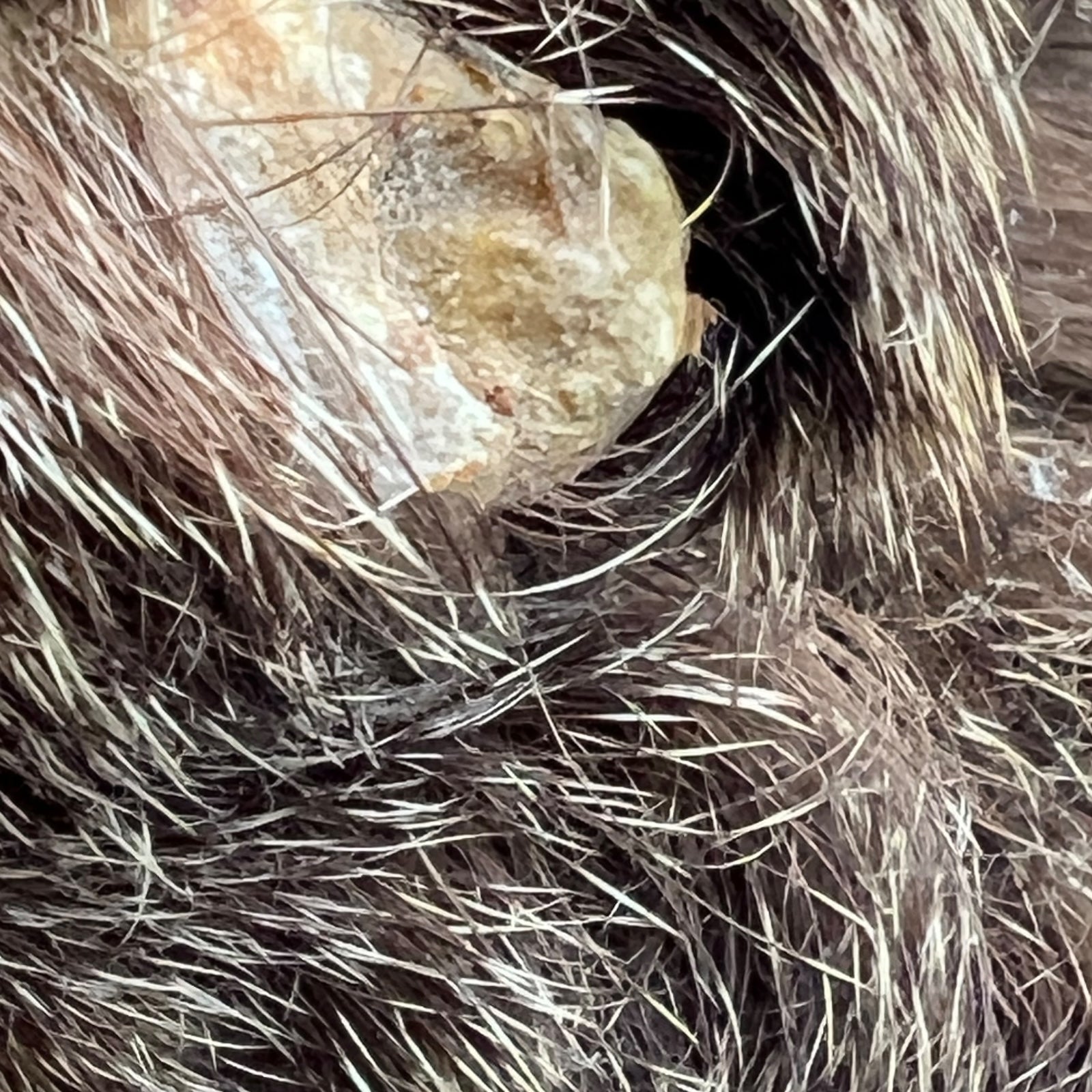 close up of taxidermy head