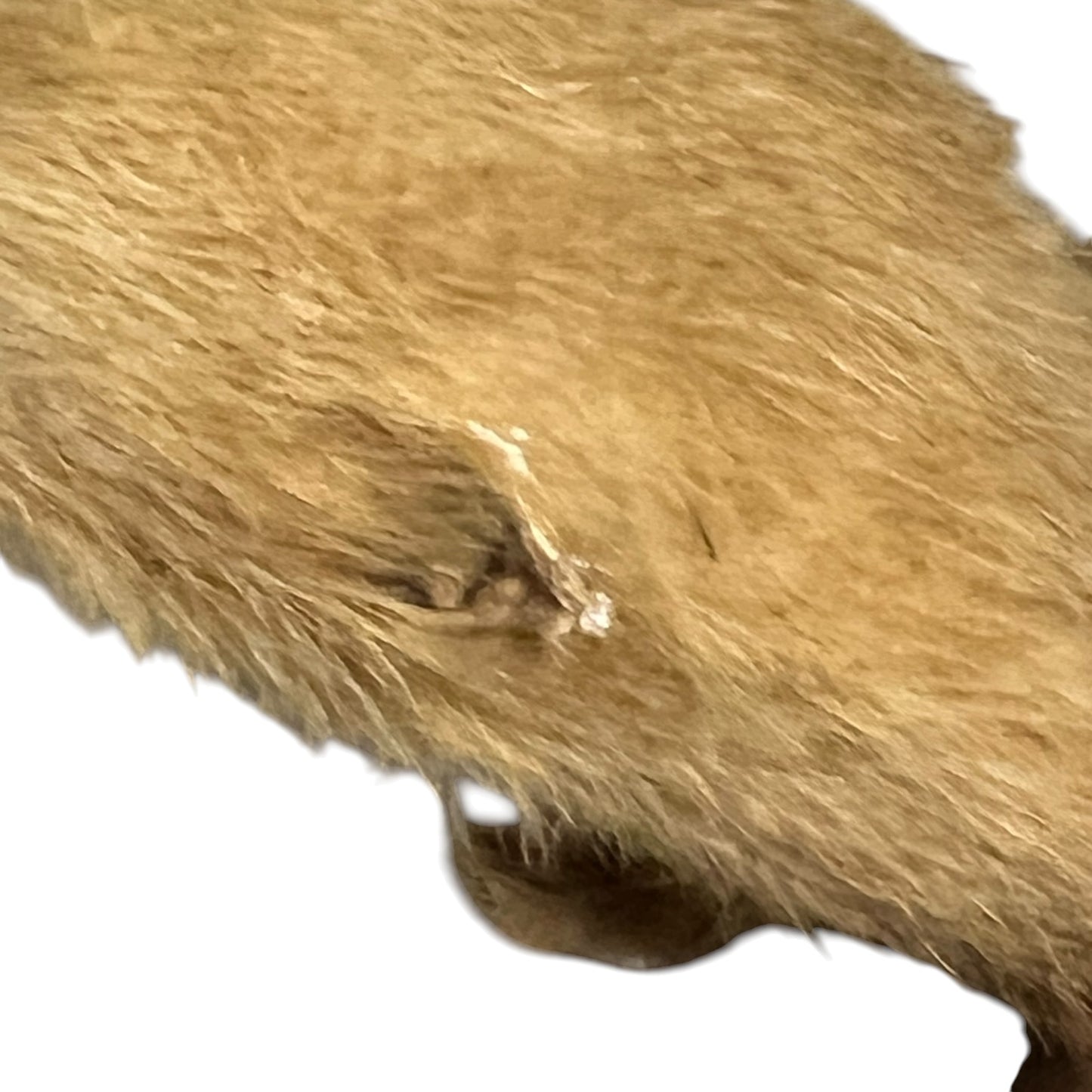 Close up of a taxidermy weasel on a white background