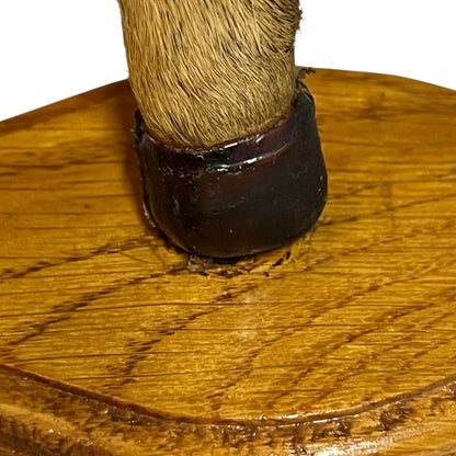 Close up deer hooves on wooden mounts 