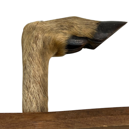 Close up of taxidermy deer hooves on a wooden mount on a white background