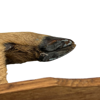 French Deer Hoof Vintage Taxidermy Coat Hooks – Hunting Gift