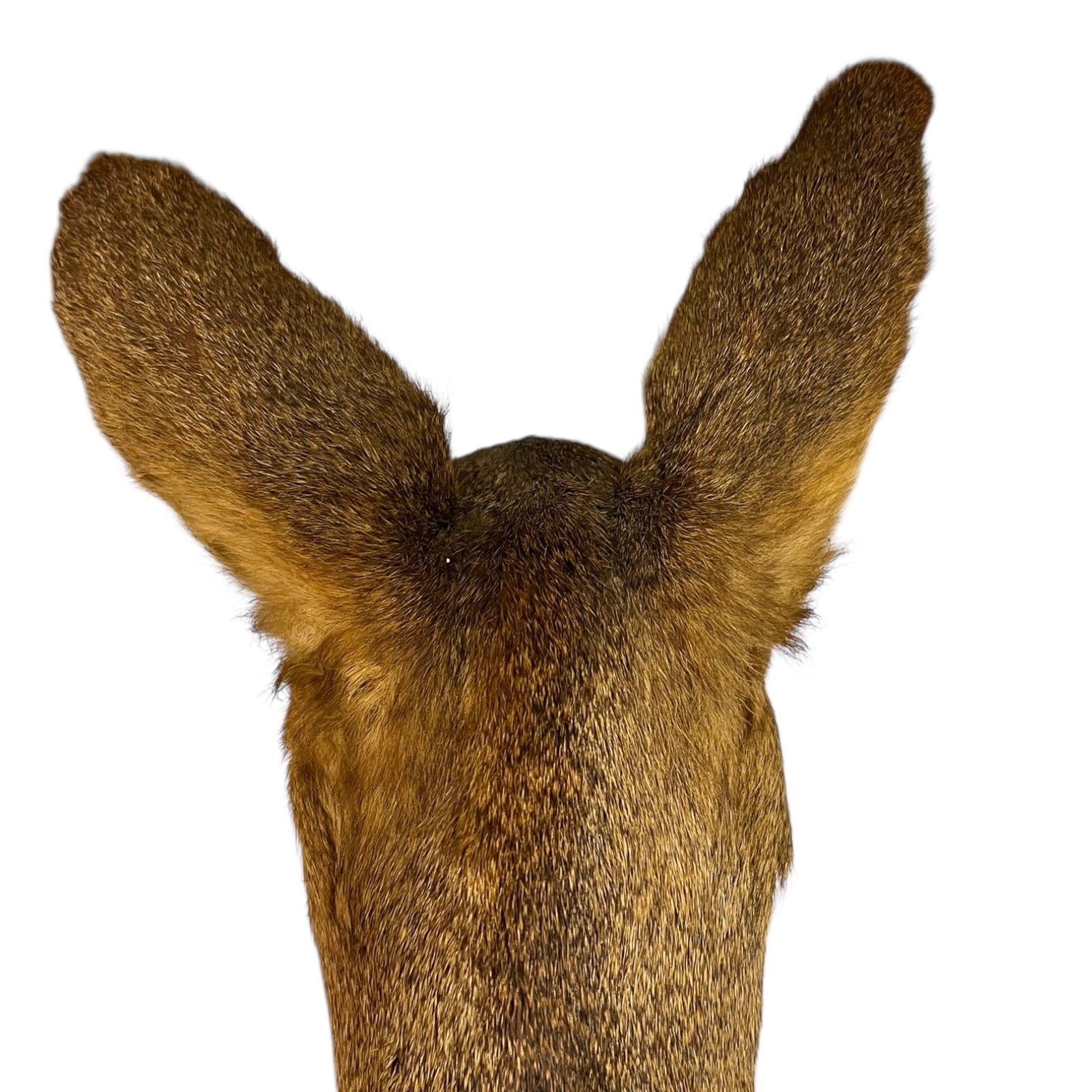 Close-up of a taxidermy deer head on a white background