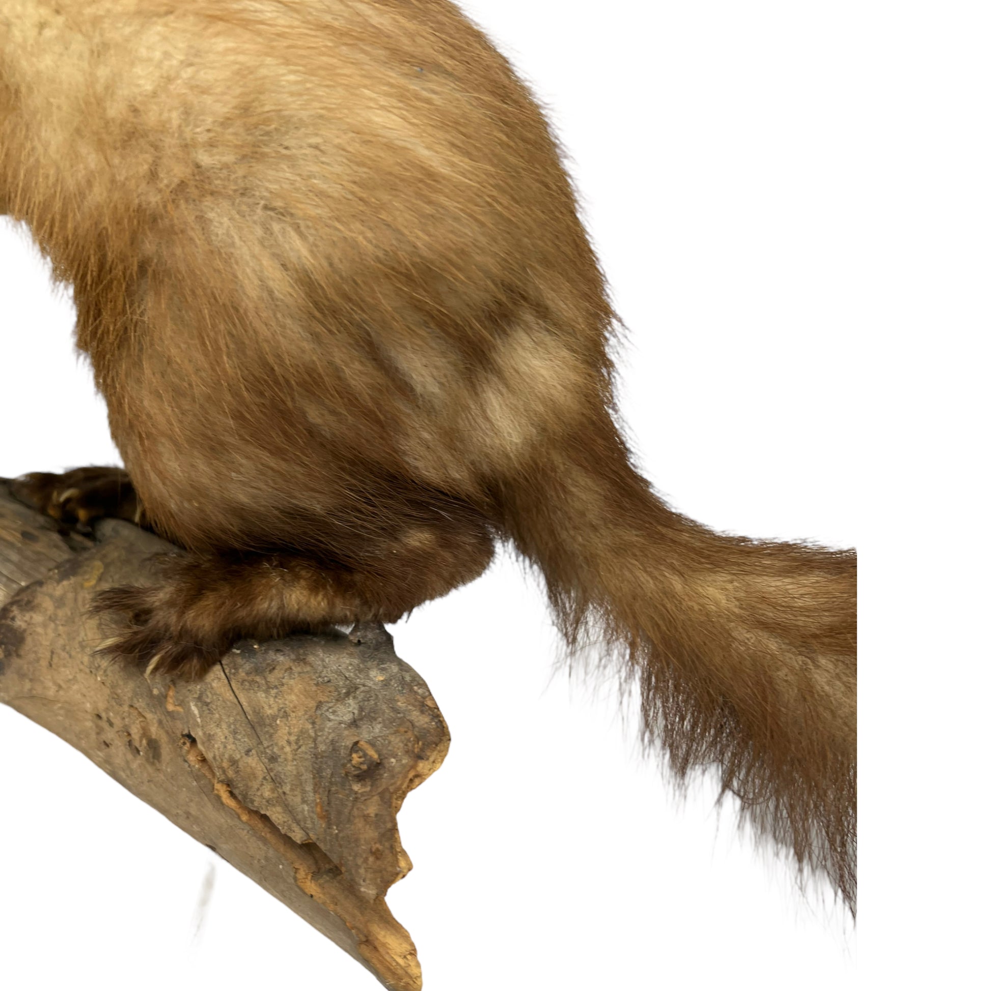 French taxidermy pine marten with a wooden branch mount 