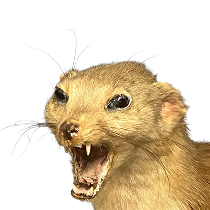 Close-up of a taxidermy small animal with an open mouth on a white background