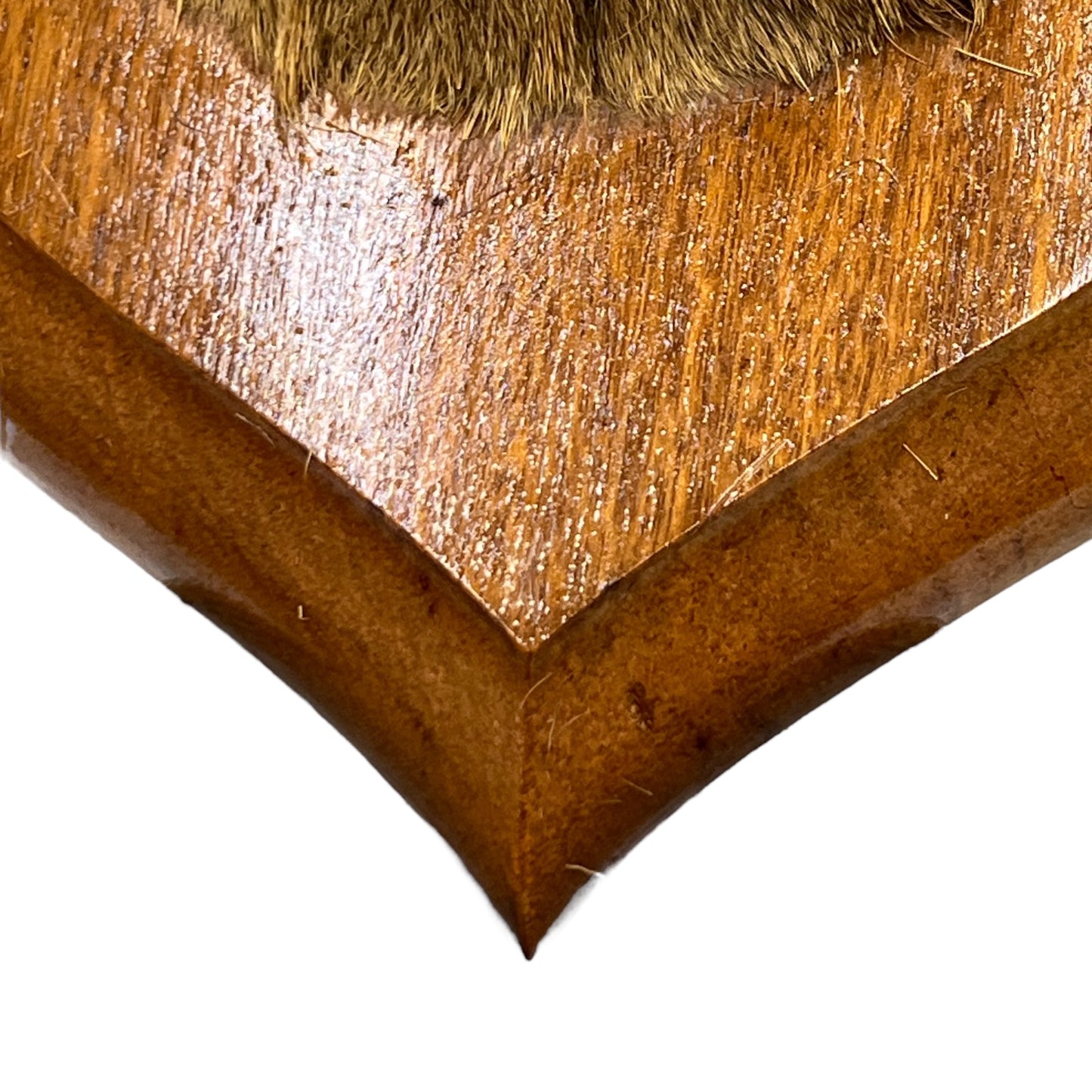 Close-up of a deer mount on a wooden on a white background