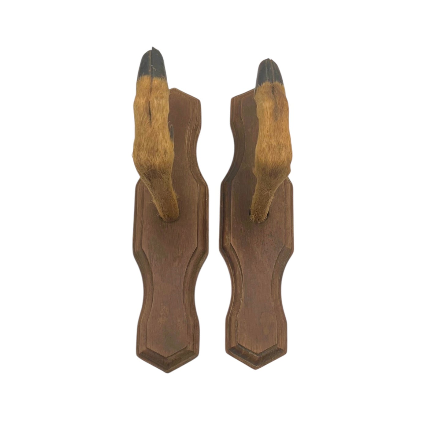 Pair of French vintage deer hooves on wooden mounts on a white background