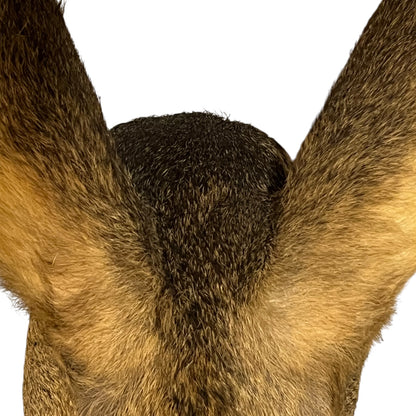 Vintage French Roe Deer Doe Taxidermy Head – Wooden Shield Wall Mount