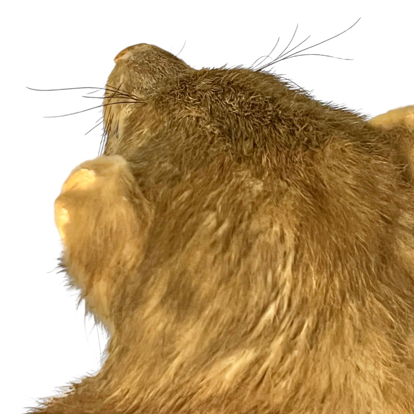 Close-up of a pine marten face on a white background