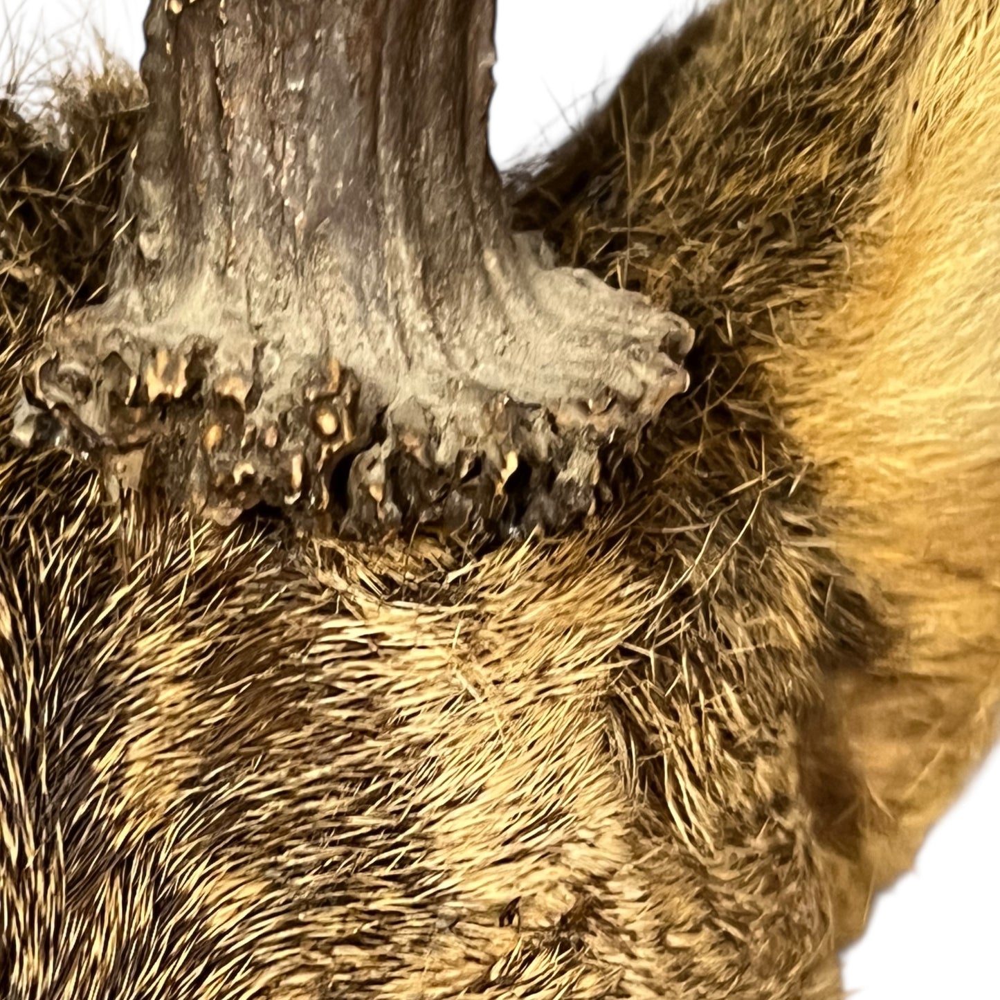 Close-up of deer mount against a wooden surface