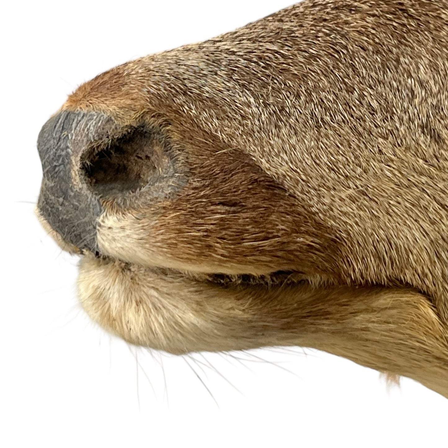 Close-up of a deer's nose on a white background