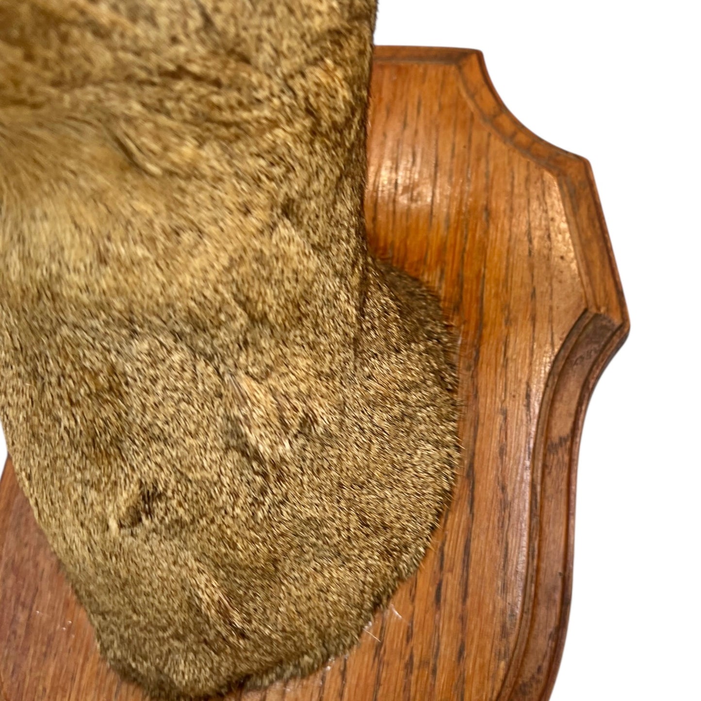 Close-up of a taxidermy deer head mounted on a wooden plaque with a white background