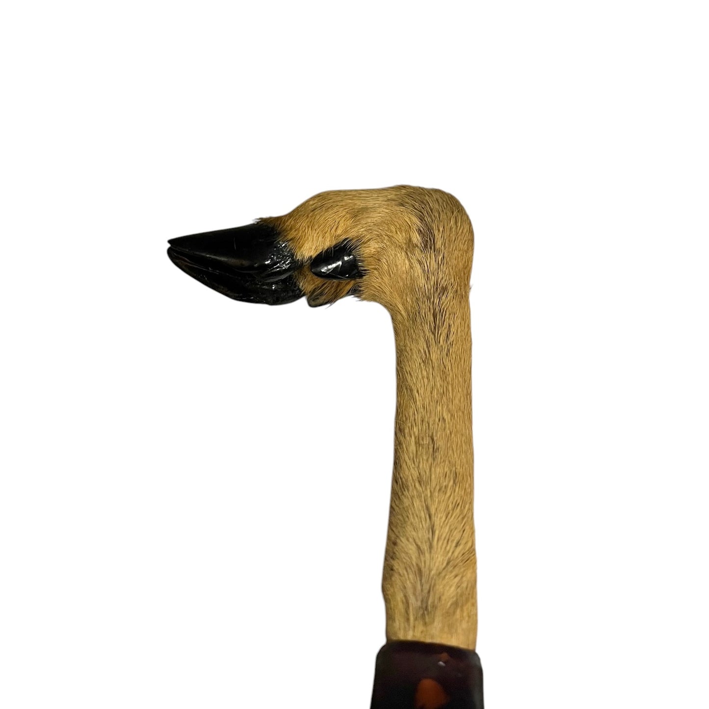 Close up taxidermy hoof 