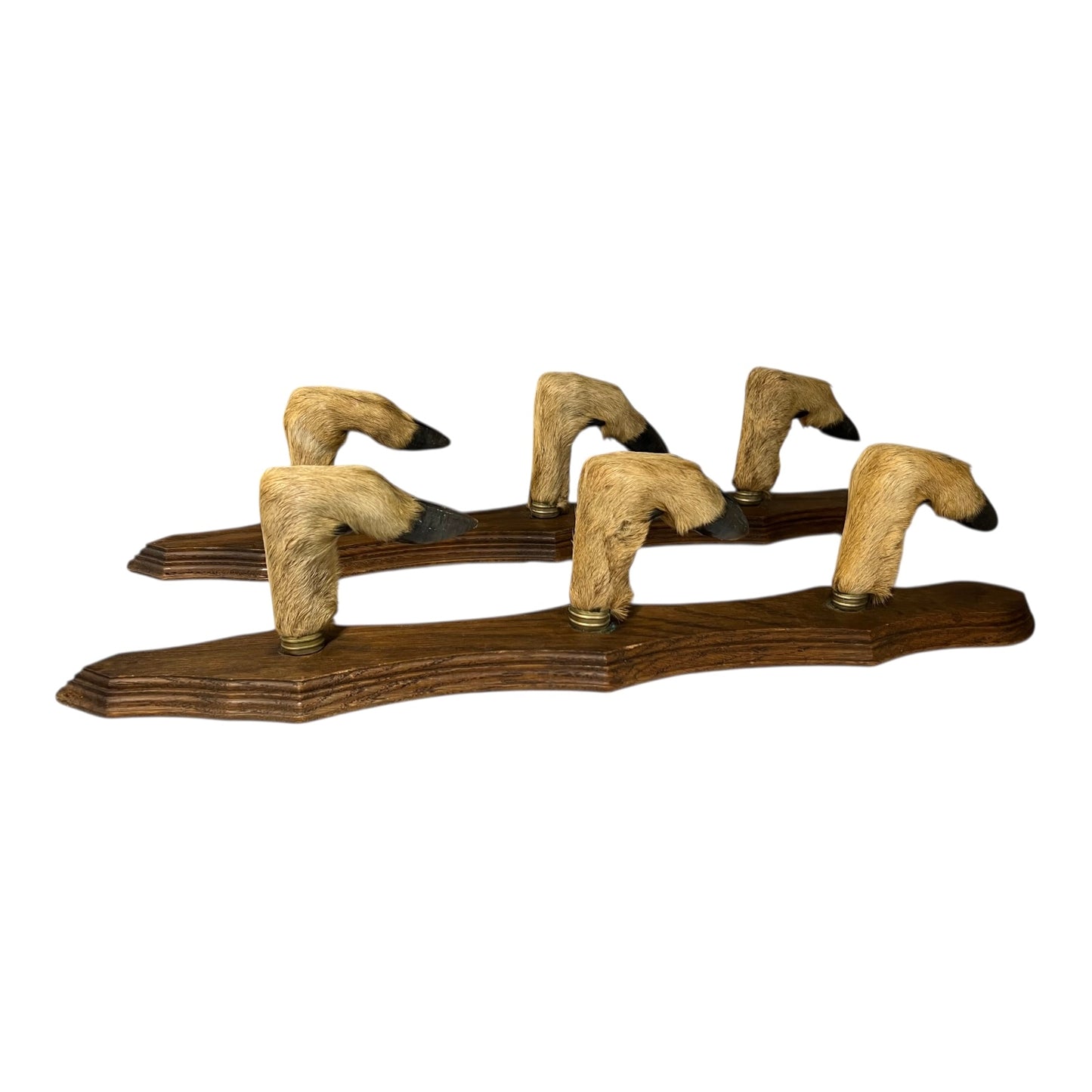 Wooden wall hooks made from taxidermy deer hooves on a white background
